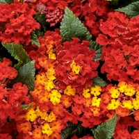 4. U. Eco+Grande, bujni Royale Crvena zona živa biljka, crveno cvijeće