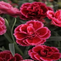 Bolji domovi i vrtovi na otvorenom žive biljke dianthus carantion everlast ružičasta, ljubičasta, crvena 2.5qt,