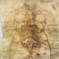 Leonardo da Vinci: Anatomy. NSTUDY ženske anatomije. Ispis plakata