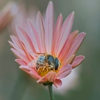 Muha koja oponaša pčelu-ispis plakata iz Kentuckija-Adam Jones