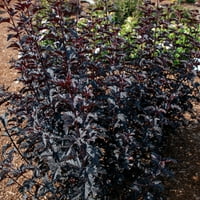 Fizocarpus van Sieverden 's 4 biljke u Saksiji u crnoj boji na punom suncu lako se uzgajaju.